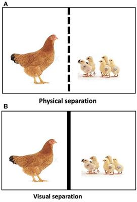 Nigerian indigenous hens show more discomfort-related behavior with visual separation than physical separation from their chicks: An exploratory study